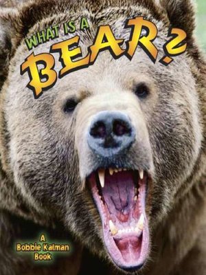 cover image of What is a Bear?